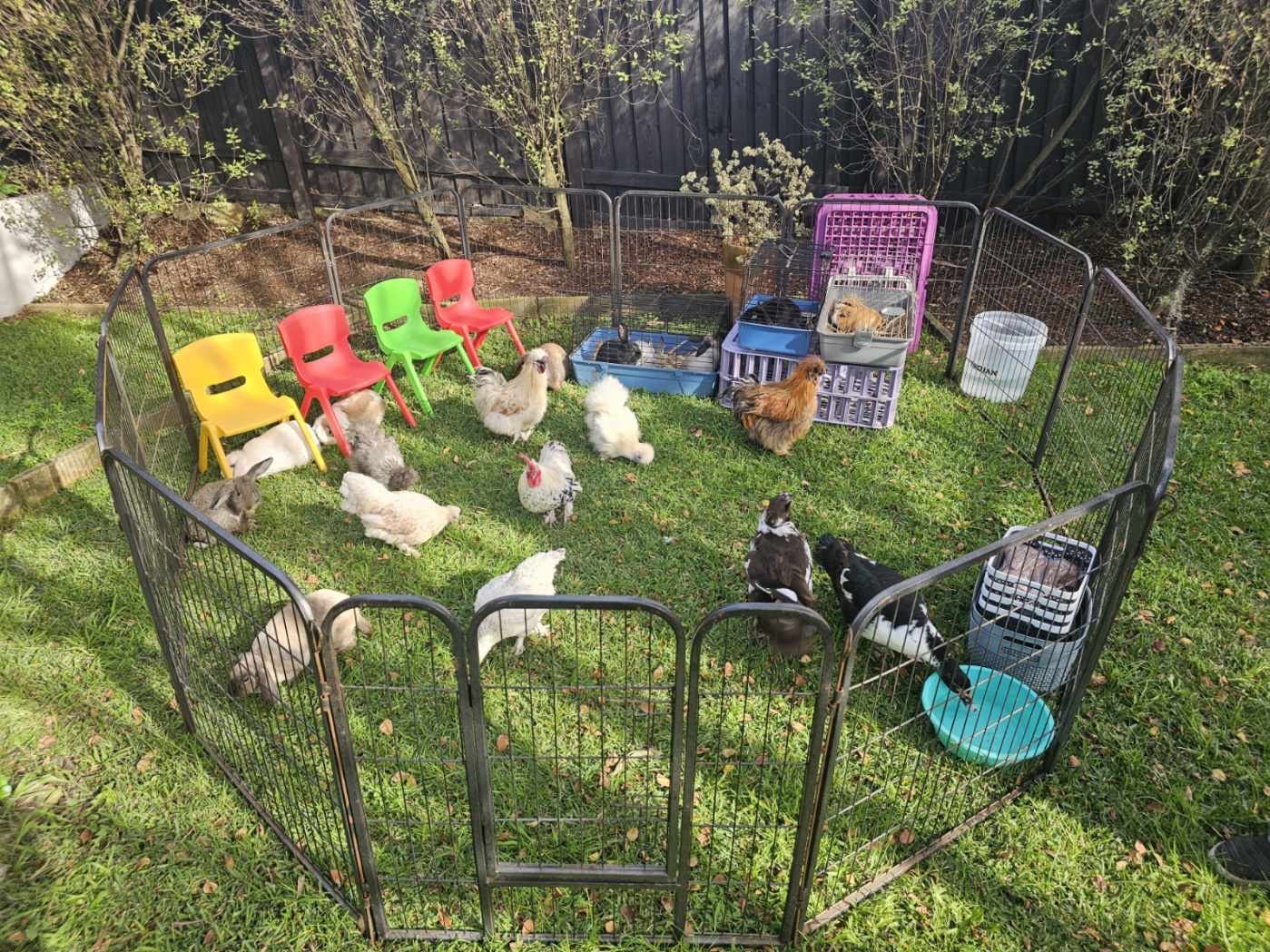 Bonza mobile petting zoo pen setup on grass with farm animals